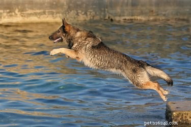Why Dogs Help Us: The Science Behind Their Supportive Instinct