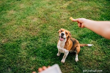 Why Dogs Help Us: The Science Behind Their Supportive Instinct