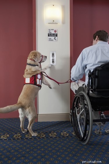 Why Dogs Help Us: The Science Behind Their Supportive Instinct