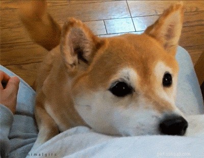 Why Do Dogs Notice You? Key Factors That Capture Their Attention