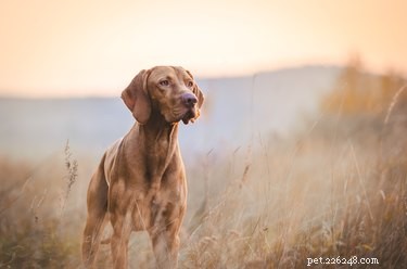 Why Dogs Are Obsessed With Tennis Balls: A Behind‑the‑Scenes Look