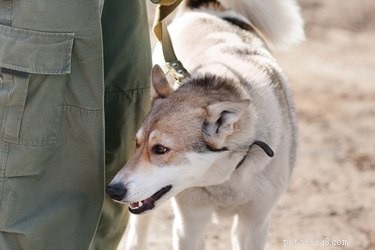 Why Dogs Are Obsessed With Tennis Balls: A Behind‑the‑Scenes Look