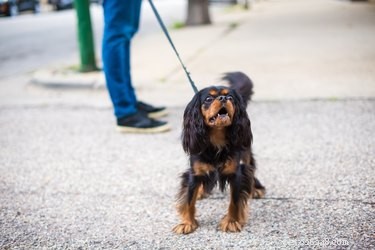Understanding Why Dogs Bark at Cars: Causes & Solutions