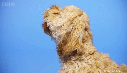 Understanding Why Dogs Bark at Cars: Causes & Solutions