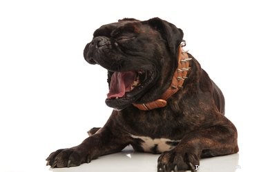 Understanding Why Dogs Bark at Cars: Causes & Solutions