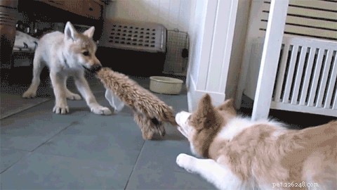 Why Dogs Love Tug‑of‑War: The Instinct Behind the Fun