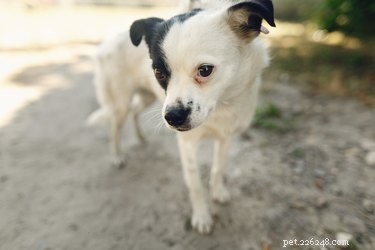 Understanding Why Your Dog Fears Trucks (and How to Help)