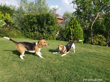 Why Do Dogs Drop to the Ground When They Spot Other Dogs?