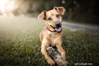 Kim Brophey’s Comprehensive Guide to Decoding Dog Behavior: A Must-Read for Every Pet Parent