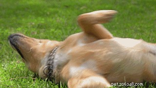 The Curious Habit of Dogs Rolling in Poop: Science, Reasons, and Remedies