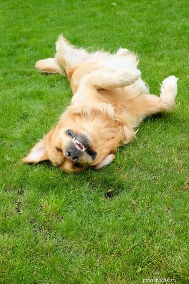 The Curious Habit of Dogs Rolling in Poop: Science, Reasons, and Remedies