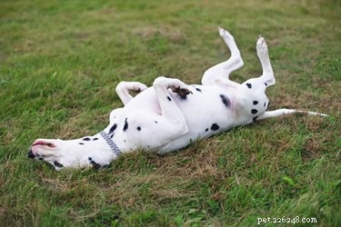 The Curious Habit of Dogs Rolling in Poop: Science, Reasons, and Remedies