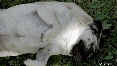 The Curious Habit of Dogs Rolling in Poop: Science, Reasons, and Remedies