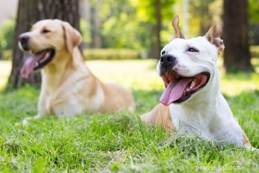 Do Dogs Truly Recognize Other Dogs? A Scientific Insight