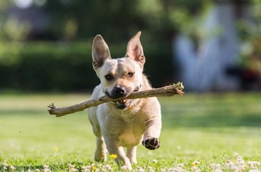 Why Dogs Love Chewing Sticks: The Science Behind Their Stick‑Eating Habit