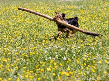 Why Dogs Love Chewing Sticks: The Science Behind Their Stick‑Eating Habit