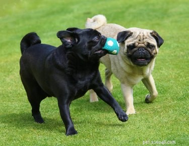 How Dogs Select Friends: The Science of Canine Social Bonds