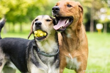 How Dogs Select Friends: The Science of Canine Social Bonds
