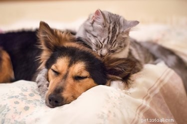 How Dogs Select Friends: The Science of Canine Social Bonds