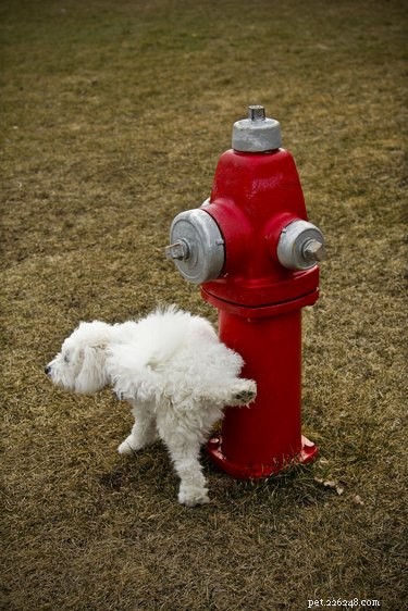 Why Dogs Choose Specific Spots to Pee: The Science Behind Their Behavior