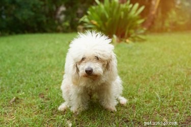 The Science Behind Why Dogs Pick Their Pooping Spots