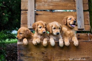 Do Dogs Miss Their Puppies After Adoption? Insights for Owners