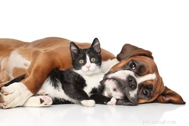 Do Dogs & Cats Sense Their Own Death? Understanding Pet Intuition