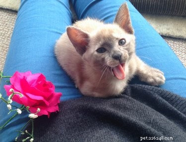 Do Dogs & Cats Sense Their Own Death? Understanding Pet Intuition