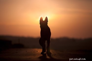 Do Dogs & Cats Sense Their Own Death? Understanding Pet Intuition