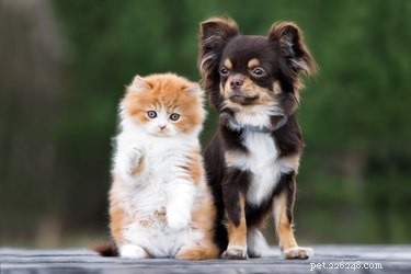 Do Dogs & Cats Recognize When You re Angry? A Scientific Look