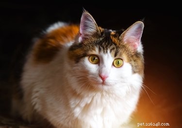 Do Dogs & Cats Recognize When You re Angry? A Scientific Look