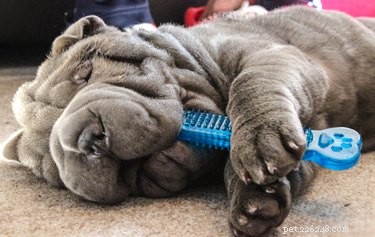 Why Do Dogs Prefer Certain Toys? Insights into Their Choices