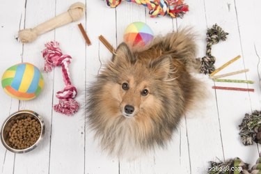 Why Do Dogs Prefer Certain Toys? Insights into Their Choices