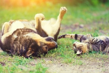 Can Dogs and Cats Develop Affection? Exploring Interspecies Bonds