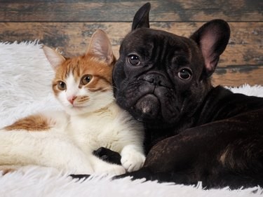Can Dogs and Cats Develop Affection? Exploring Interspecies Bonds