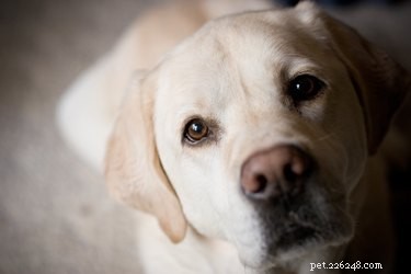 What Are Dogs Really Thinking? New Research Reveals Their Inner World