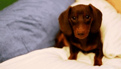 What Are Dogs Really Thinking? New Research Reveals Their Inner World