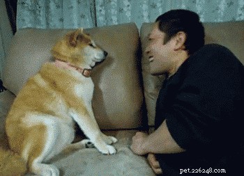 Dogs Share More Human‑Like Behaviors Than Any Other Species