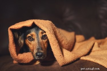 Why Dogs Sleep Between Your Legs: Insights into Bonding and Comfort