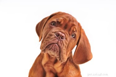 Why Do Dogs Follow Their Owners Everywhere? Understanding the Bond