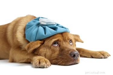 Why Do Dogs Follow Their Owners Everywhere? Understanding the Bond
