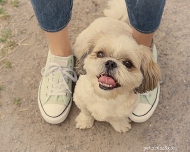 Why Do Dogs Follow Their Owners Everywhere? Understanding the Bond