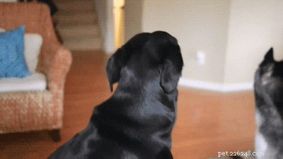 Dog Lip Licks: A Surprising Insight Into Your Human Behavior