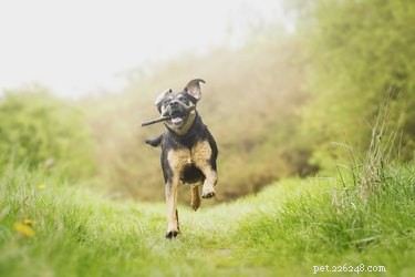 Why Dogs Love Us: The Science Behind Their Loyalty