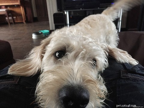Why Your Dog s  Puppy Eyes  Communicate More Than a Food Request