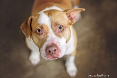 Why Your Dog s  Puppy Eyes  Communicate More Than a Food Request