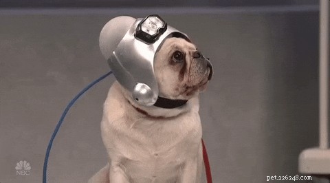 Why Your Dog s  Puppy Eyes  Communicate More Than a Food Request