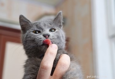 What Drives Cats and Dogs to Lick Humans? Understanding Their Love Signals