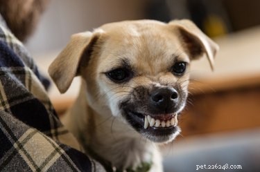 Is Your Dog a Bully? How to Spot and Address Aggressive Behavior