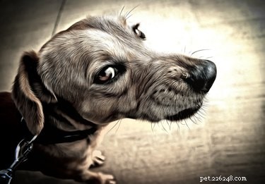 Is Your Dog a Bully? How to Spot and Address Aggressive Behavior
